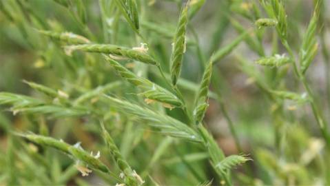 Fotografia da espécie Brachypodium sylvaticum