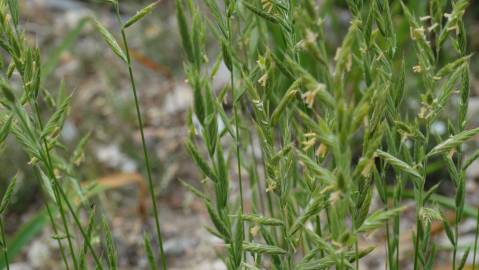 Fotografia da espécie Brachypodium sylvaticum