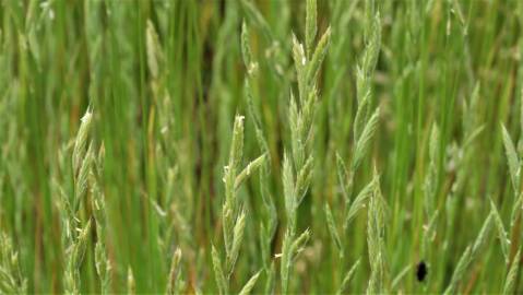 Fotografia da espécie Brachypodium sylvaticum