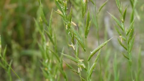 Fotografia da espécie Brachypodium sylvaticum