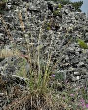 Fotografia da espécie Festuca paniculata