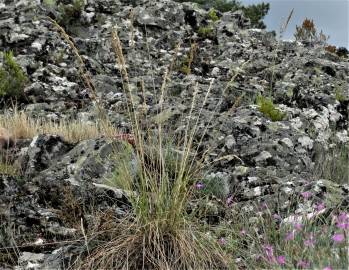 Fotografia da espécie Festuca paniculata