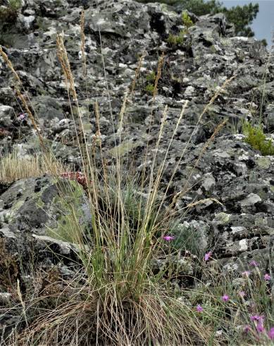 Fotografia de capa Festuca paniculata - do Jardim Botânico