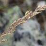 Fotografia 4 da espécie Festuca paniculata do Jardim Botânico UTAD