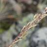 Fotografia 5 da espécie Festuca paniculata do Jardim Botânico UTAD