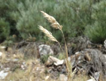 Fotografia da espécie Holcus annuus subesp. annuus