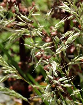 Fotografia 7 da espécie Holcus annuus subesp. duriensis no Jardim Botânico UTAD