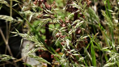 Fotografia da espécie Holcus annuus subesp. duriensis