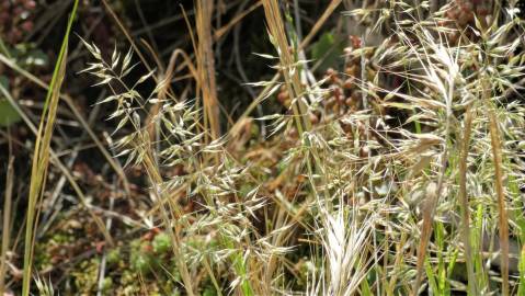 Fotografia da espécie Holcus annuus subesp. duriensis