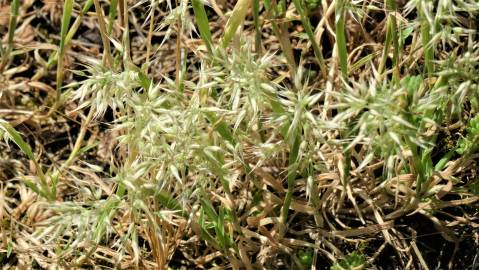 Fotografia da espécie Holcus annuus subesp. duriensis