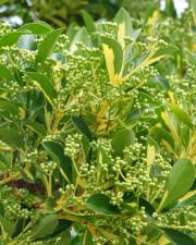 Fotografia da espécie Euonymus fortunei