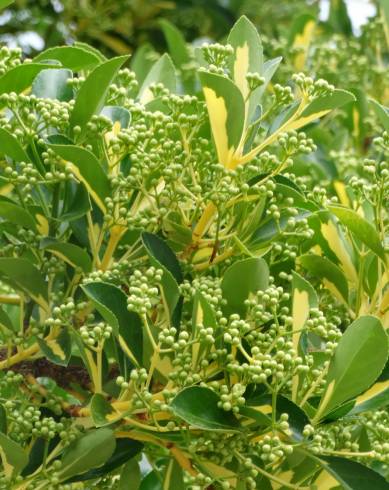 Fotografia de capa Euonymus fortunei var. radicans - do Jardim Botânico