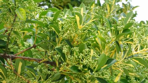 Fotografia da espécie Euonymus fortunei var. radicans