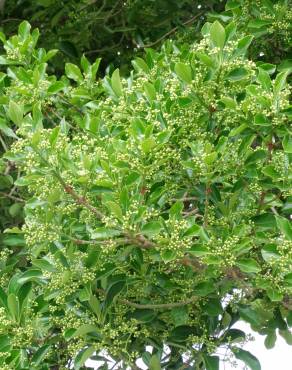 Fotografia 4 da espécie Euonymus fortunei var. radicans no Jardim Botânico UTAD