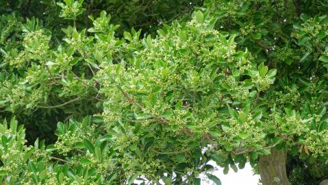 Fotografia da espécie Euonymus fortunei var. radicans