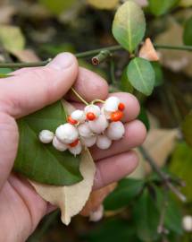 Fotografia da espécie Euonymus fortunei var. radicans