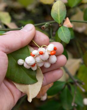 Fotografia 5 da espécie Euonymus fortunei var. radicans no Jardim Botânico UTAD