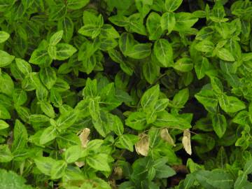 Fotografia da espécie Euonymus fortunei var. radicans