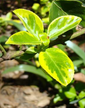 Fotografia 7 da espécie Euonymus fortunei var. radicans no Jardim Botânico UTAD