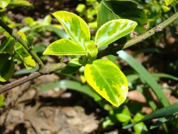 Fotografia da espécie Euonymus fortunei var. radicans