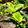 Fotografia 7 da espécie Euonymus fortunei var. radicans do Jardim Botânico UTAD