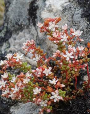 Fotografia 17 da espécie Sedum brevifolium no Jardim Botânico UTAD