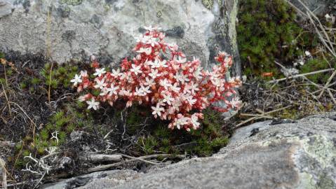 Fotografia da espécie Sedum brevifolium