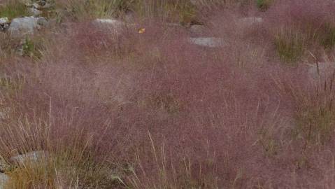 Fotografia da espécie Agrostis truncatula subesp. truncatula