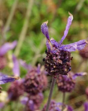 Fotografia 15 da espécie Lavandula pedunculata no Jardim Botânico UTAD