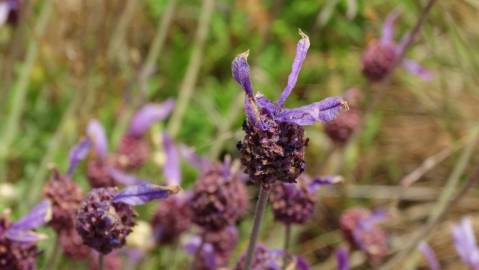 Fotografia da espécie Lavandula pedunculata