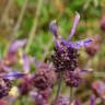 Fotografia 15 da espécie Lavandula pedunculata do Jardim Botânico UTAD