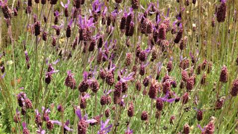 Fotografia da espécie Lavandula pedunculata