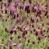 Fotografia 16 da espécie Lavandula pedunculata do Jardim Botânico UTAD