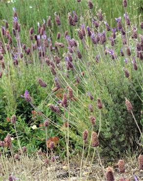 Fotografia 17 da espécie Lavandula pedunculata no Jardim Botânico UTAD