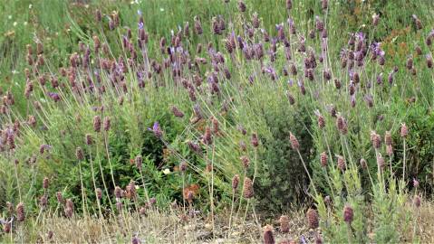 Fotografia da espécie Lavandula pedunculata