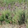 Fotografia 17 da espécie Lavandula pedunculata do Jardim Botânico UTAD