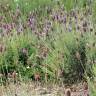 Fotografia 17 da espécie Lavandula pedunculata do Jardim Botânico UTAD