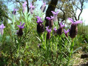 Fotografia da espécie Lavandula stoechas subesp. stoechas