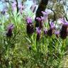 Fotografia 4 da espécie Lavandula stoechas subesp. stoechas do Jardim Botânico UTAD