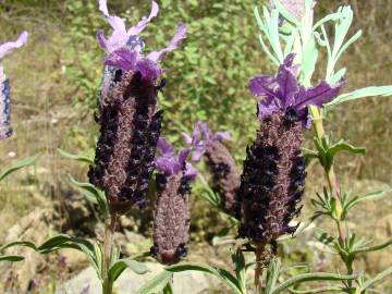 Fotografia da espécie Lavandula stoechas subesp. stoechas