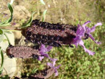 Fotografia da espécie Lavandula stoechas subesp. stoechas