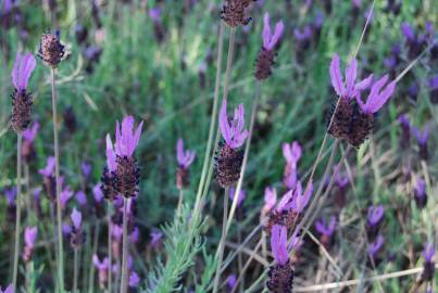 Fotografia da espécie Lavandula pedunculata