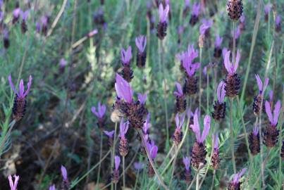 Fotografia da espécie Lavandula pedunculata