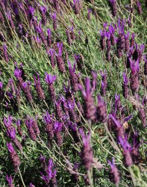 Fotografia 24 da espécie Lavandula pedunculata no Jardim Botânico UTAD