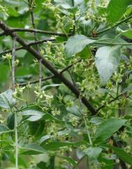 Euonymus europaeus