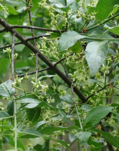 Fotografia de capa Euonymus europaeus - do Jardim Botânico