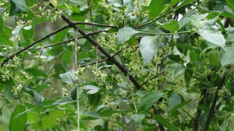 Fotografia da espécie Euonymus europaeus