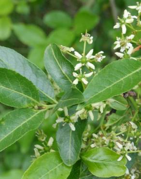 Fotografia 9 da espécie Euonymus europaeus no Jardim Botânico UTAD