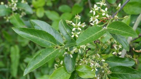 Fotografia da espécie Euonymus europaeus