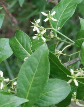 Fotografia 10 da espécie Euonymus europaeus no Jardim Botânico UTAD